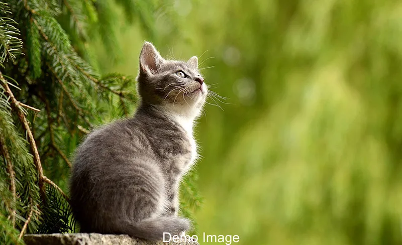 Sample Cat Image